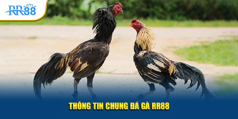 Thông tin chung đá gà RR88